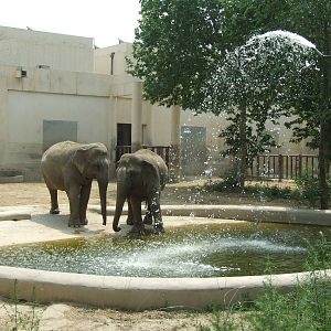 Shower for elephants