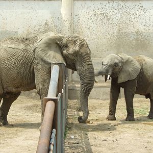 African elephant (Zhuang Zhuang and Fei Fei)