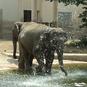 Asian elephant going to Shower