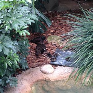 5/19/2014 - Hooded Merganser Family