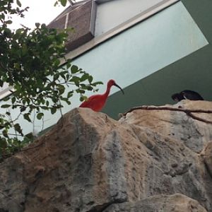 5/9/2014 - Scarlet Ibis