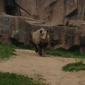 5/9/2014 - Black Rhinoceros