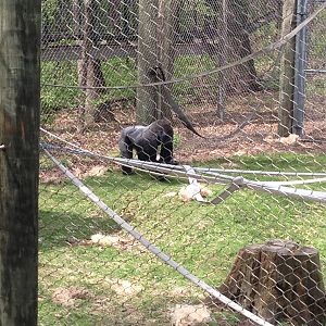 5/19/2014 - Maji Maji