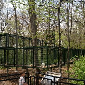 5/19/2014 - Part of Outdoor Bonobo Exhibit