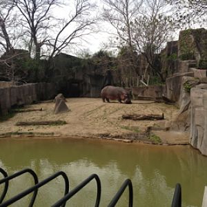 5/19/2014 - Outdoor Nile Hippo Exhibit
