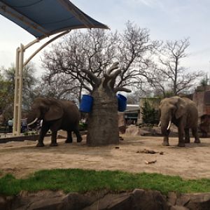 5/19/2014 - African Elephants