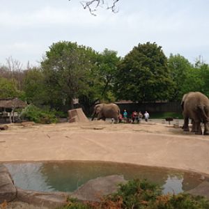 5/19/2014 - Most of the Outdoor African Elephant Exhibit