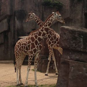 5/19/2014 - Marlee (front) and Bahatika (back)