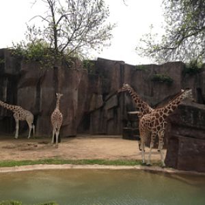 5/19/2014 - Giraffe Herd