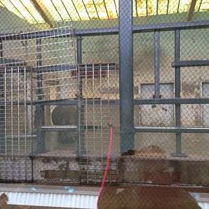 5/19/2014 - Female Hippo in an Elephant Pen