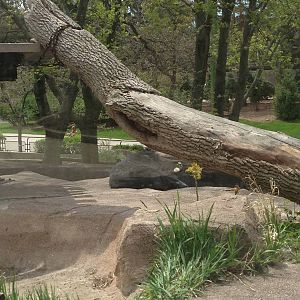 5/19/2014 - Asian Black Bear