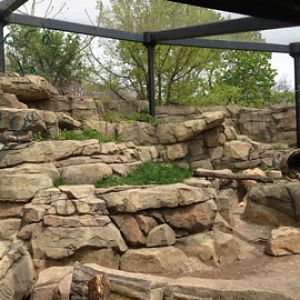 5/19/2014 - Snow Leopard Exhibit