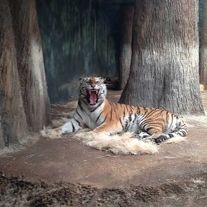 5/19/2014 - Amur Tiger