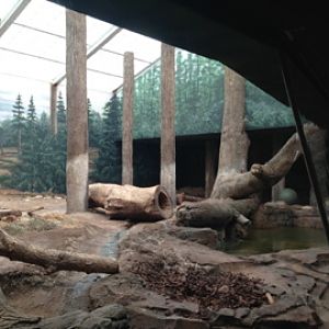 5/19/2014 - Indoor Amur Tiger Exhibit