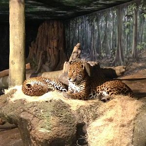 5/19/2014 - Stella (left) and Pat the Cat (right)