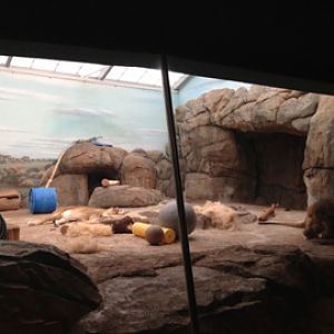 5/19/2014 - Indoor Lion/Hyena Exhibit