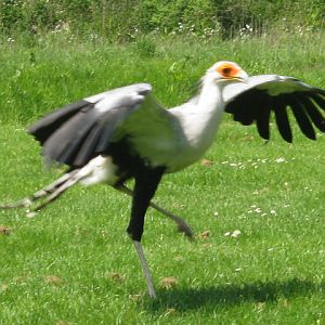 Secretary Bird - Madeleine.