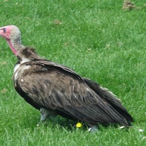 Hooded Vulture.