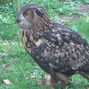 European Eagle Owl - Molly.