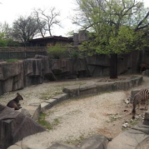 5/19/2014 - Waterbuck, Damara Zebra, and Greater Kudu