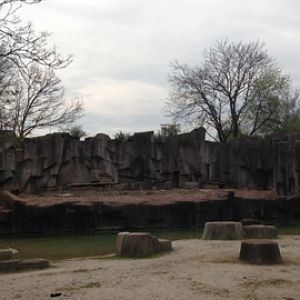 5/19/2014 - Outdoor African Lion/Spotted Hyena Exhibit (under construction)