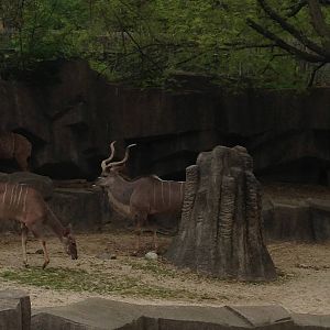 5/19/2014 - Greater Kudus