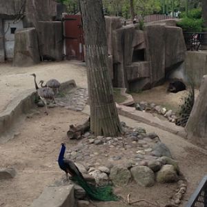 5/19/2014 - Baird's Tapir, Rheas, and Indian Peacock