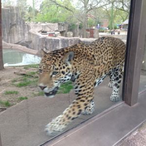 5/19/2014 - Male Jaguar