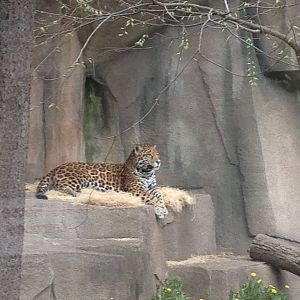 5/19/2014 - Male Jaguar