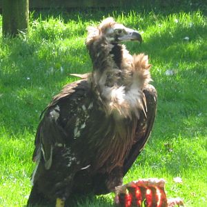 Female European Black or Cinerous Vulture.