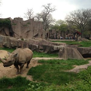 5/19/2014 - Black Rhino Exhibits (with Giraffe Exhibit in Background)