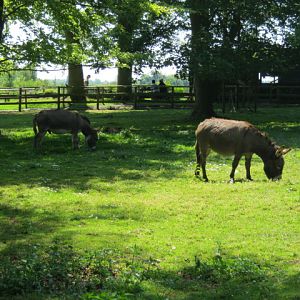 Pair of Donkeys - bred at Blackpool Zoo 2008.
