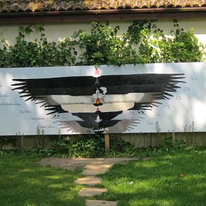 Wing span illustration.