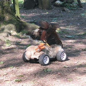 Harris Hawk and remote control training rabbit!