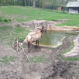 5/19/2014 - Bull Elk