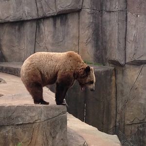 5/19/2014 - Grizzly Bear