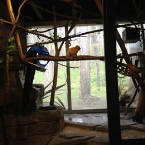 5/19/2014 - Golden Lion Tamarin & Goeldi's Monkey Exhibit