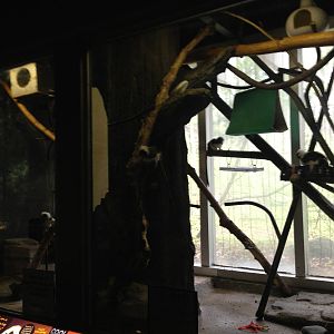 5/19/2014 - Cotton Top Tamarin Exhibit