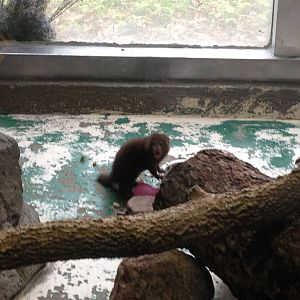 5/19/2014 - Dwarf Mongoose