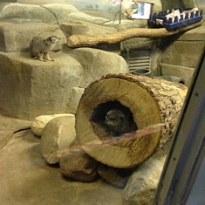 5/19/2014 - Meerkats