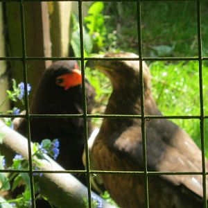 Male Bateleur Eagle with Tawny Eagle.