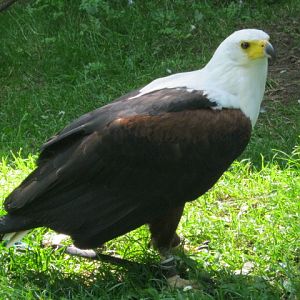 African Fish Eagle - Othello.