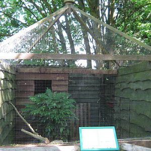 Long-eared Owl aviary, containing Edward.