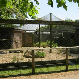 King Vulture aviary, one of the original cages.