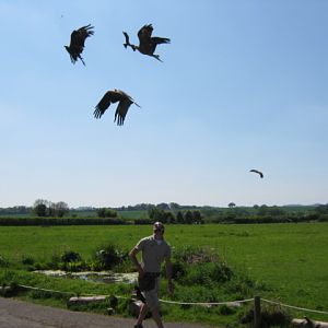 European Black Kites catching food on the wing.