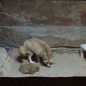 5/19/2014 - Fennec Fox