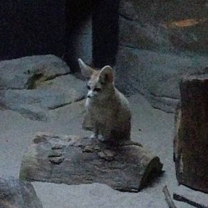 5/19/2014 - Fennec Fox