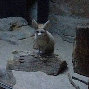 5/19/2014 - Fennec Fox
