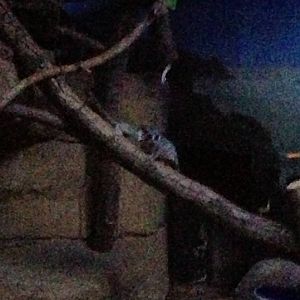 5/19/2014 - Bushbaby Parent and Baby