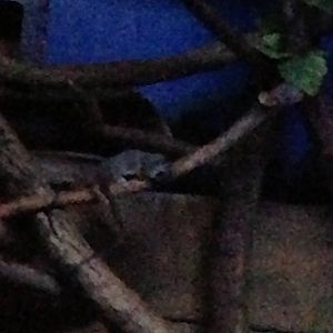 5/19/2014 - Baby Bushbaby